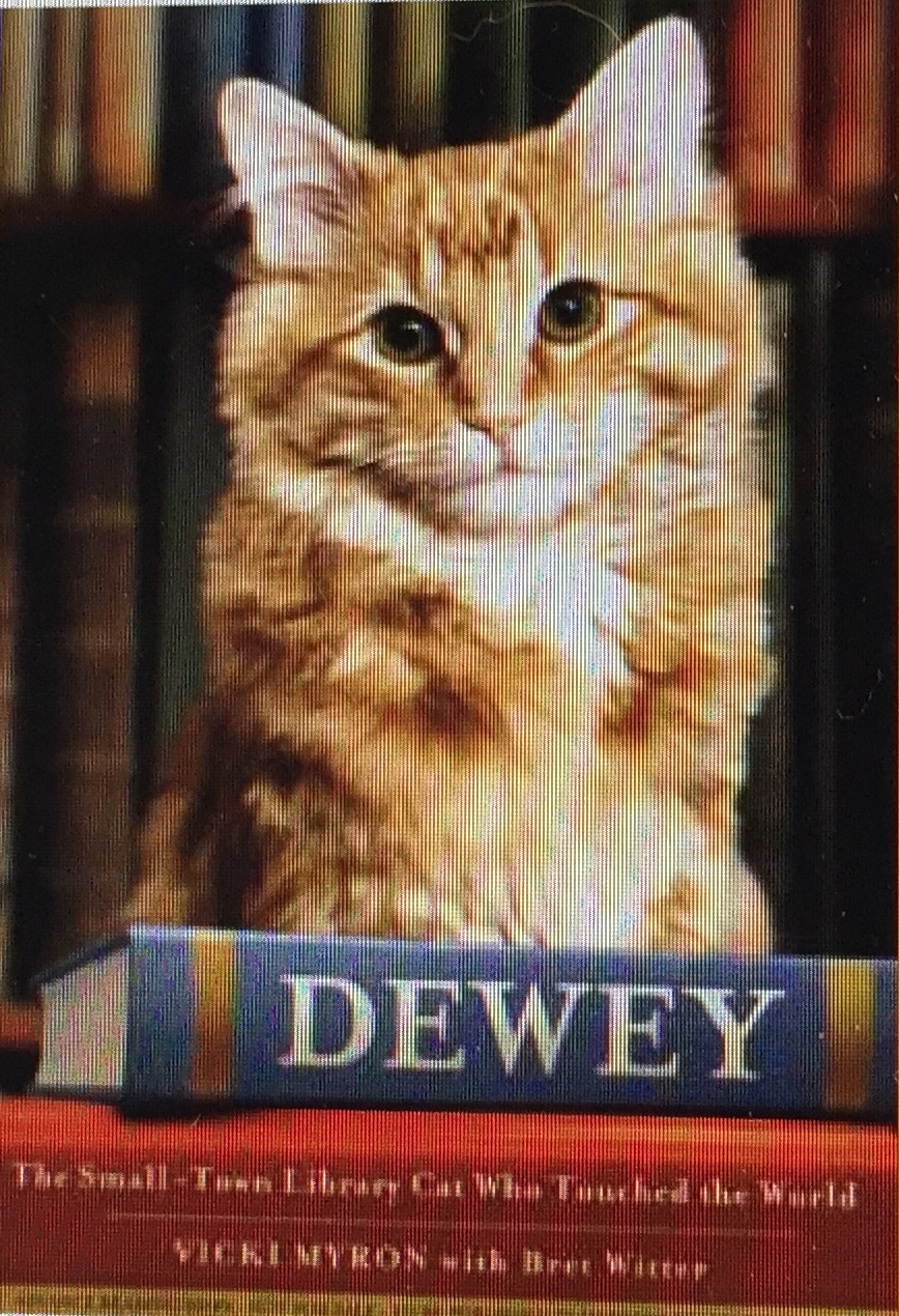 dewey the library cat