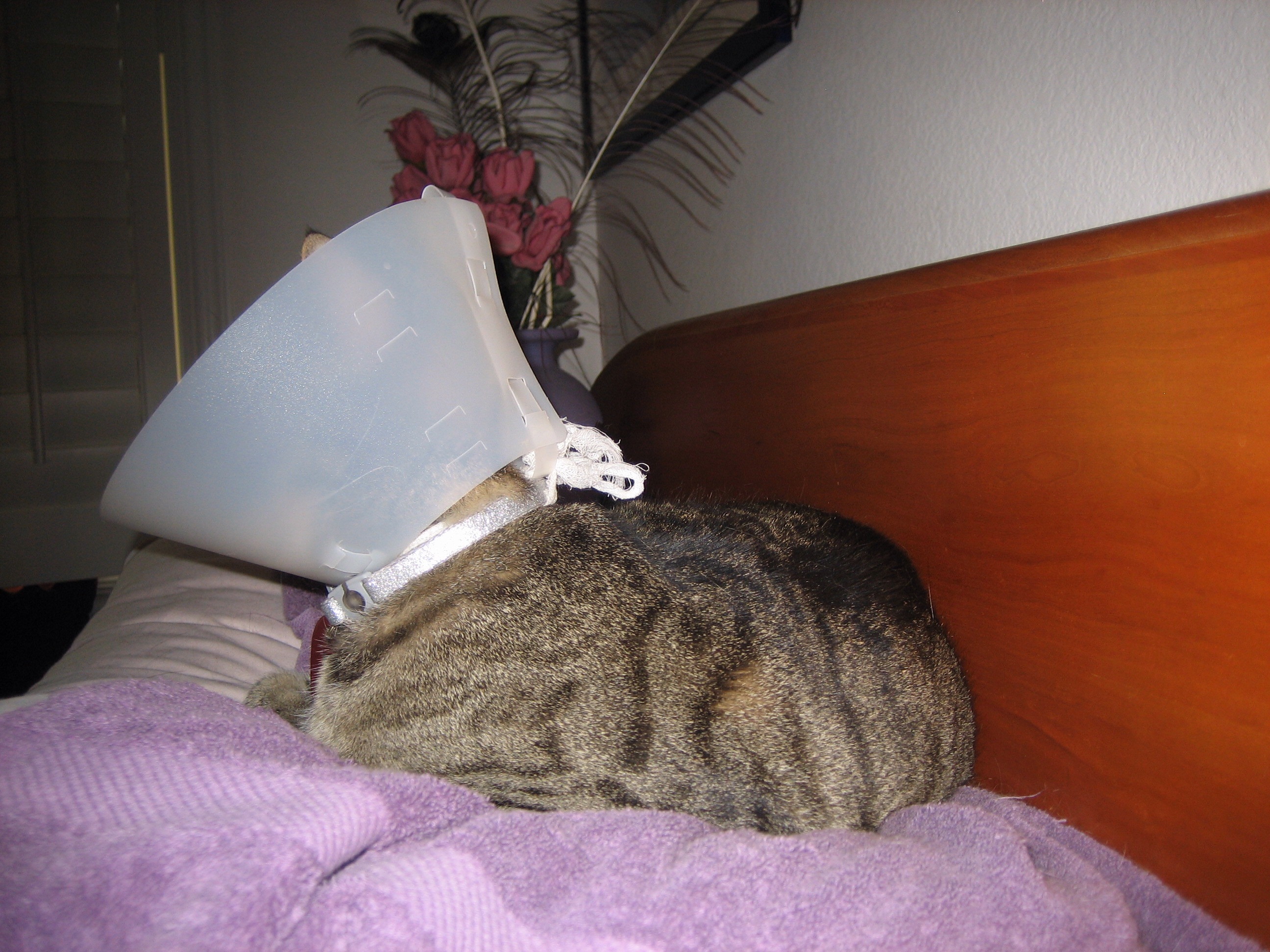 How to feed a cat outlet with a cone on