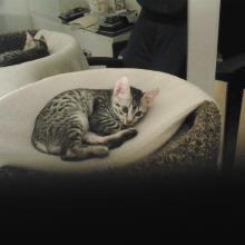 Meowmuh tells me to go to sleep and I think I will.  It is the beginning of the end of a very long day and it ends right here, right now.  Sweet dreams.