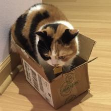 Yep, I'm wearin' this box.