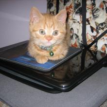 My first day in my forever home.  Meowma does have cat trees for me.  But I like this better.