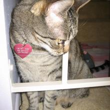 Tigger: This is still my home, you know.