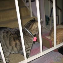 Tigger:  "What are you?  Who are you?"