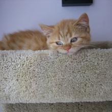 Well, what do you expect?  I am a growing kitten.  I need my rest.