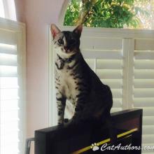 Just sittin' on top of the Bay...er TV