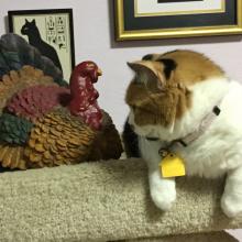 Sophee talks to Mr. Turkey