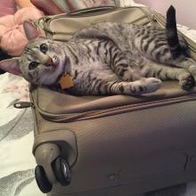 I'm helping Meowmuh pack for our vacation.