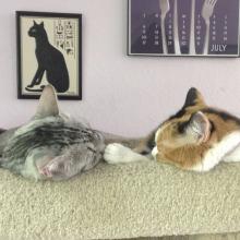 Here we do what we do best...sleep.