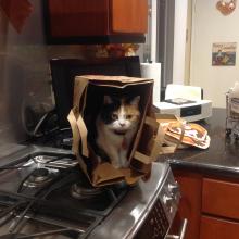 Meowmuh calls me her 'little helper.'  Here I am helping her unpack the groceries.