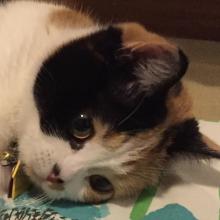 Yep, I'm a Scottish Fold.