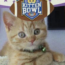 Can I play in Kitten Bowl III?