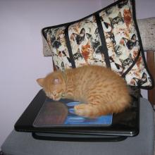 The mousepad on top of the notebook cat-puter is sooo soft!