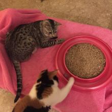 Spirit & Sophee play spin the ball