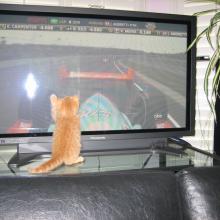 I can do it.  I can catch that car!  Just watch me.