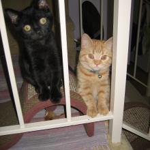 Meowmuh says we are true partners in crime.