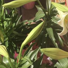 Easter Lilies are fragrant, fragile & poisonous!