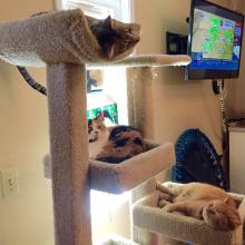 Kickin' it on R tree.