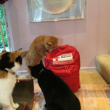 We're getting purr-pair-ed for a dis-ass-tur!