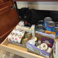 Inked-Bear caught being curious...again.