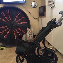 Spirit is ready to 'roll in the new PetGear Jogger Stroller.