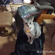 I'm sittin' on this collapsed stroller until it gets fixed!