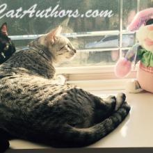 A what kind of bunny?