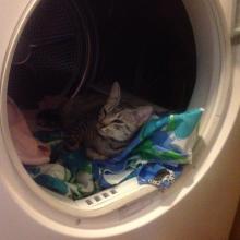 Meowmuh answered the phone and I found a new nap spot.