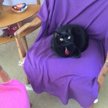 The purple cover is mine no matter which chair it is on.