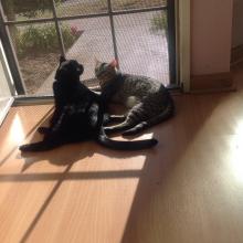 TRIPLE DUTY:  SUNNING, WATCHING & NAPPING