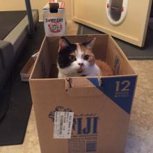 Inkee-Bear has just turned from cat to wild-a-beast.