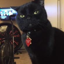 I'm trying to understand you.  I groom you, play with you and you call me crazy?