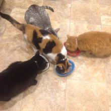 Meowmuh looks for the best food for our mid-morning dry food snack.