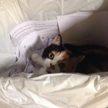 Working in the wastebasket.