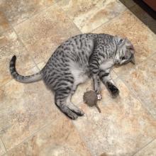 Spirit & his fav toy, Mousie