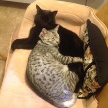 A cat nap TOGETHER is always somehow better....