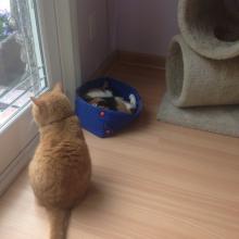 Gracee waits (impatiently) while her little sister, Sophee, occupies the new box-bed.  She has done nothing, however, to deserve it.
