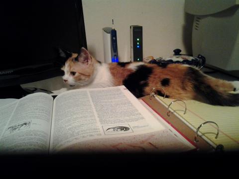 SOPHEE IN HER OFFICE WITH HER CAT-TIONARY My first day writing in my new home. i don't know about you, but I always need my dictionary.