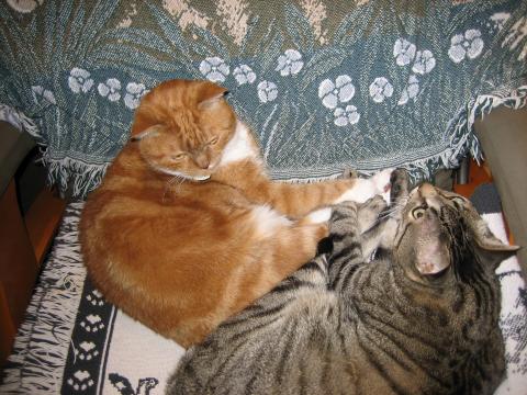 My big brothers, Tigger & Charlie Brown.  They aren't here anymore.