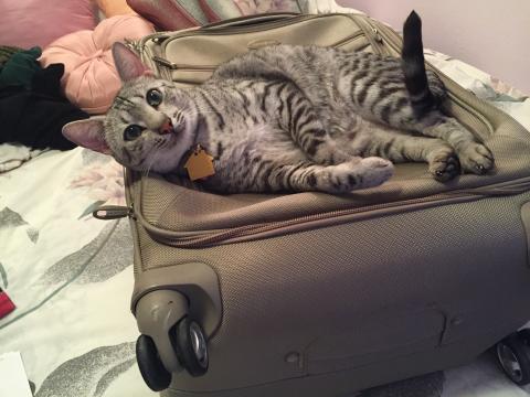I'm helping Meowmuh pack for our vacation.