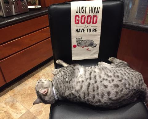 I'M THINKIN' So how good DO I have to be?