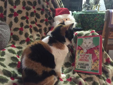 "THE CAT WHO CAME FOR CHRISTMAS" & STAYED Sophee is happy that Polar Bear, the white cat, got his forever home.