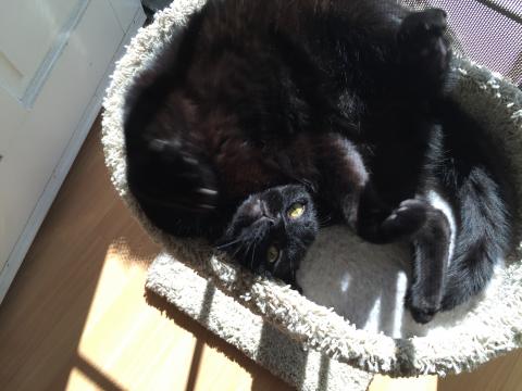 CONNING HOOMAN 2 PLAY & LAF WID' ME Inked-Bear 'cons' his hooman 2 play wid' him.