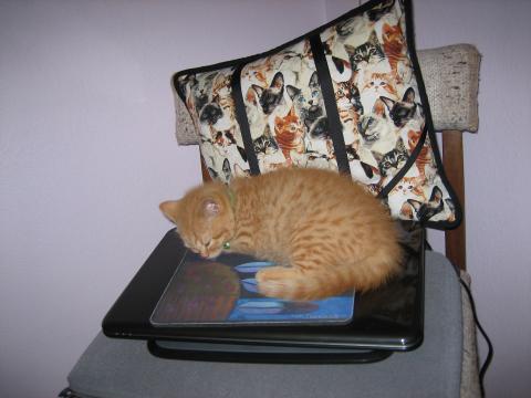 MOUSE-PAD'S ARE SOOOO SOFT The mousepad on top of the notebook cat-puter is sooo soft!