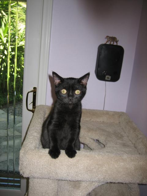 SECOND WEEK IN MY NEW FOREVER HOME I am feeling so much better! What's next?