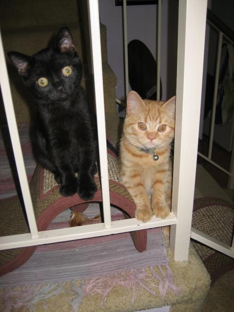 THE CRIME PARTNERS JAIL --INCATCERATED Meowmuh says we are true partners in crime.