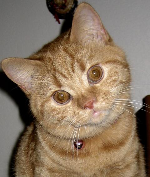 Hi! It's me when I was a kitten. I'm a straight-eared Scottish Fold.