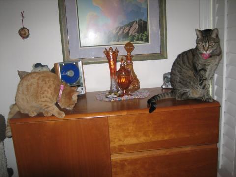 BIG BROTHER TIGGER SHOWS ME THE COOLEST PLACES TO CAT-WATCH. My big brother shows me the coolest places to cat-watch.