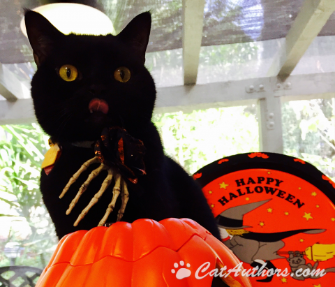 BRING ON THE TREATS!! Yum, treats!