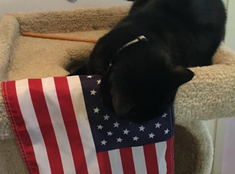 This is 4 the 4th? Is this the star spangled thing?