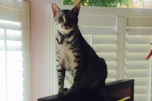 Just sittin' on top of the Bay...er TV